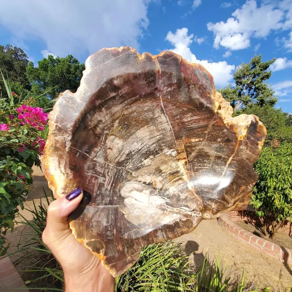 13lbs+ Red Brown XL Petrified Wood Fossilized Bowl 6210 grams